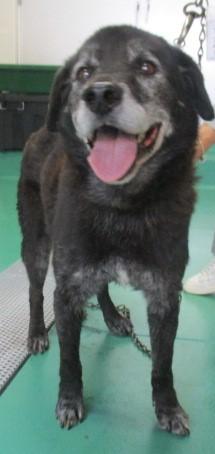 収容犬No.D2015の写真