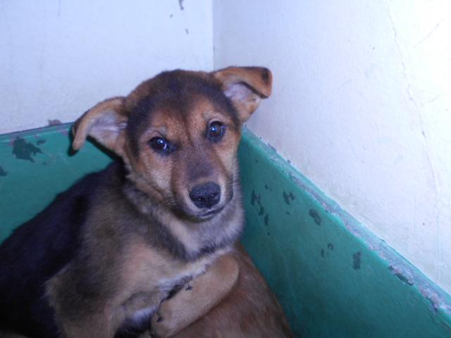 収容犬No.D2059の写真