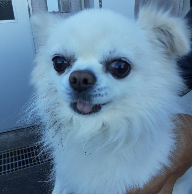 収容犬No.D1946の写真