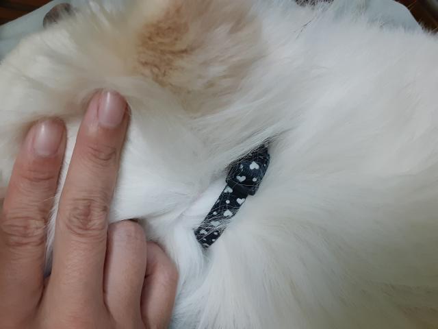 収容犬の写真2