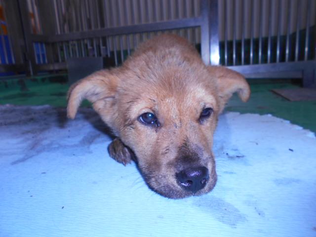 収容犬No.D2058の写真