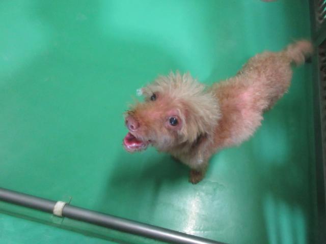 収容犬No.D1907の写真