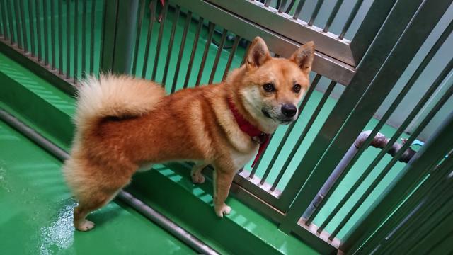 収容犬No.D1913の写真