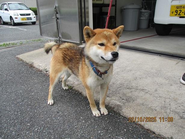 収容犬No.D1939の写真