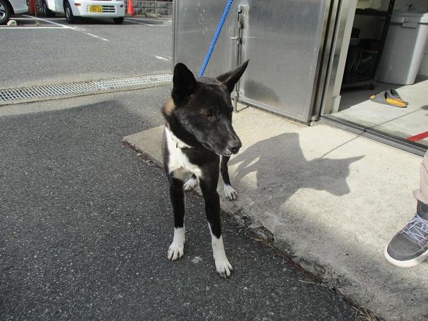 収容犬No.D1997の写真