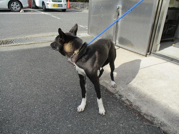収容犬の写真2
