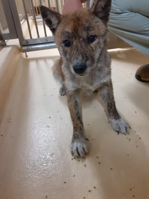 収容犬No.D1815の写真