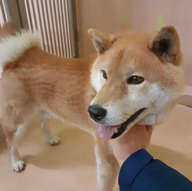 収容犬No.D2001の写真