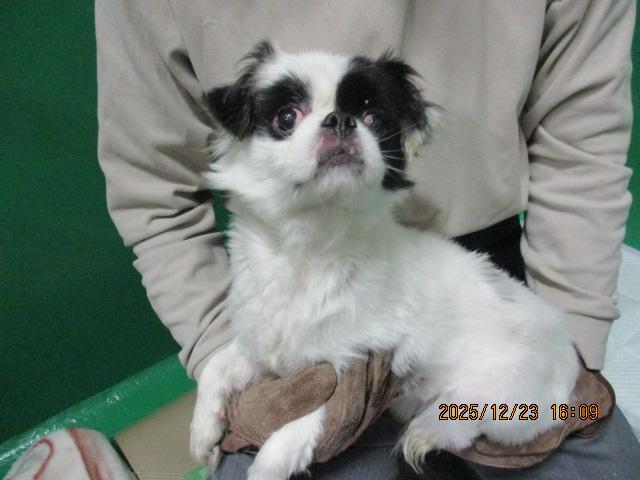 収容犬の写真2