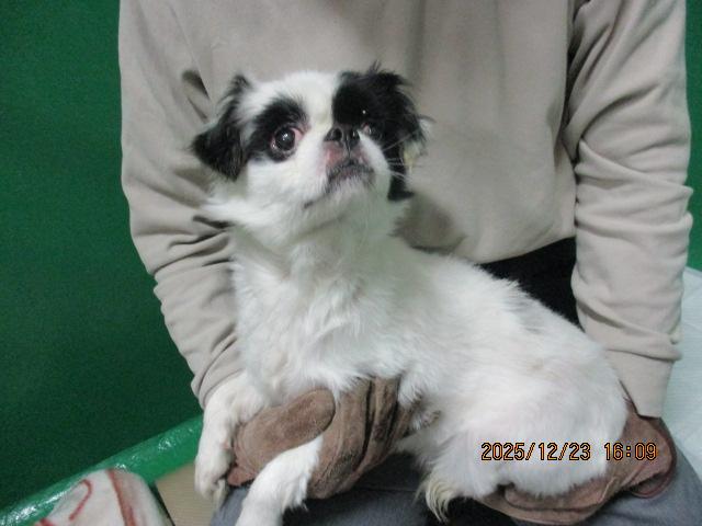 収容犬の写真3