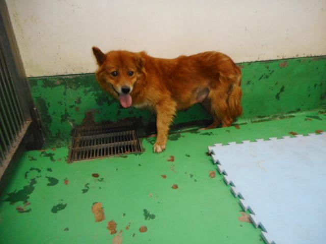 収容犬No.D1758の写真