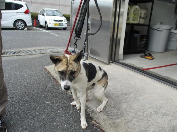 収容犬の写真2