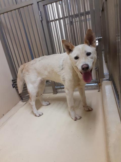 収容犬No.D1824の写真