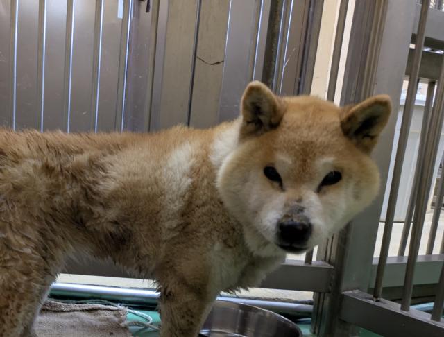 収容犬No.D2052の写真