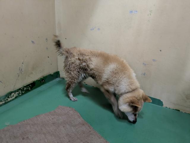 収容犬の写真2