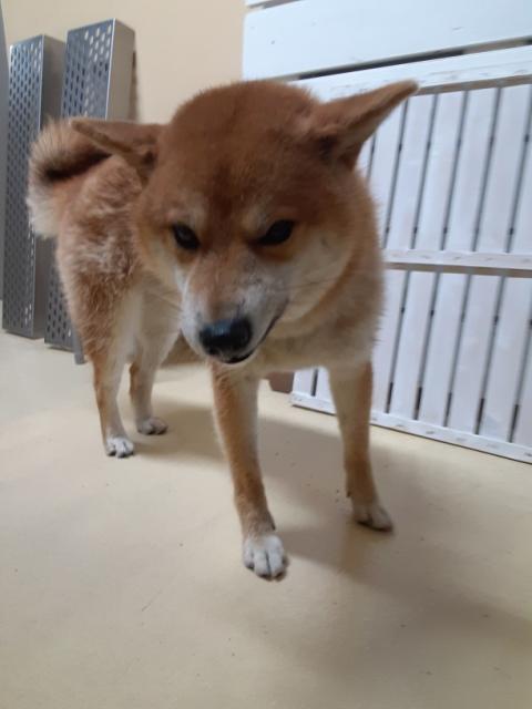 収容犬No.D1941の写真