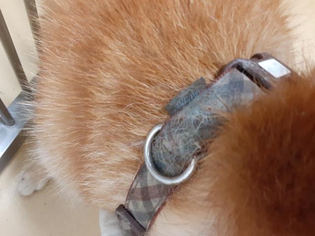 収容犬の写真2
