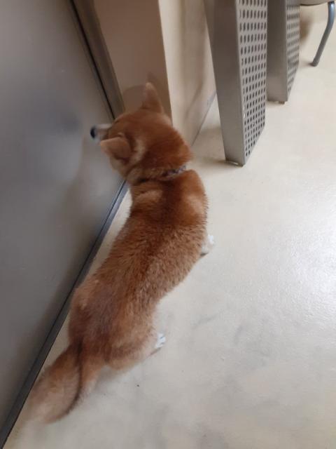 収容犬の写真3