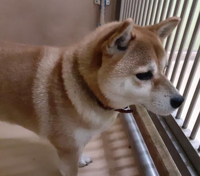 収容犬No.D1942の写真