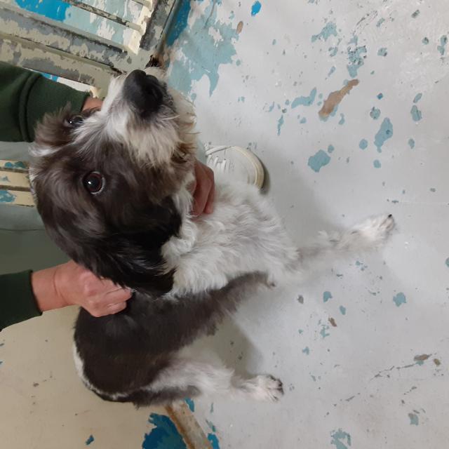 収容犬No.D1998の写真