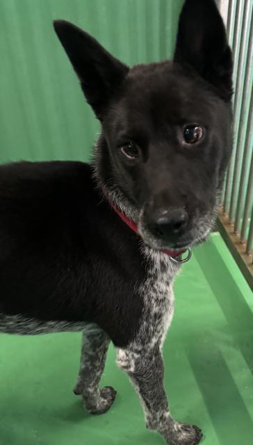 収容犬No.D1912の写真