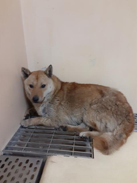 収容犬No.D1819の写真