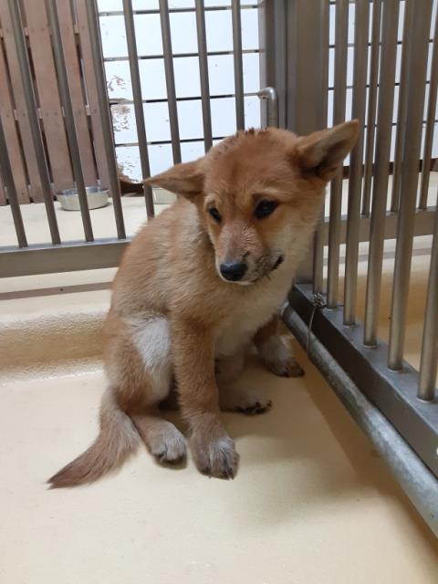 収容犬No.D1994の写真