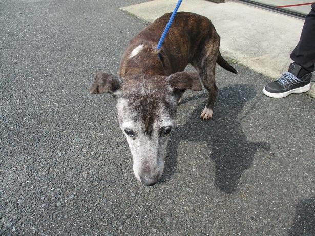収容犬No.D1943の写真