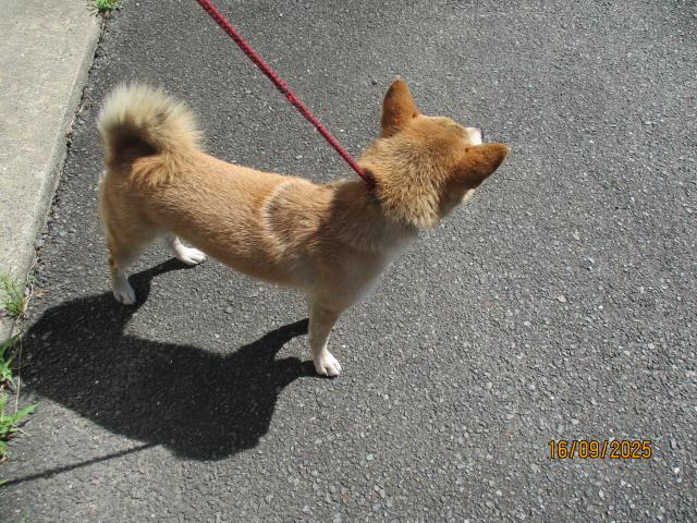 収容犬No.D1909の写真