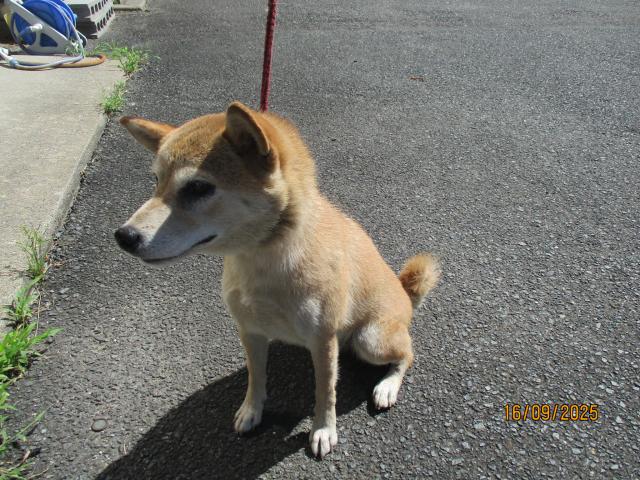 収容犬の写真2