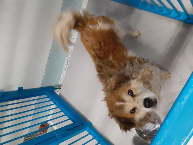 収容犬No.D1999の写真