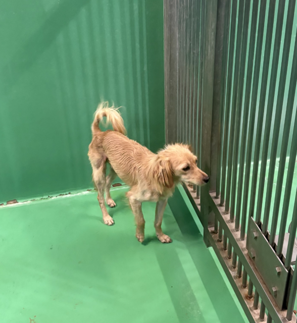 収容犬No.D1889の写真