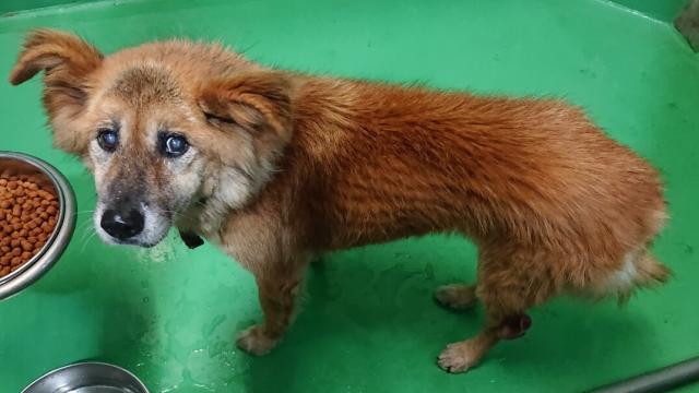 収容犬No.D1949の写真