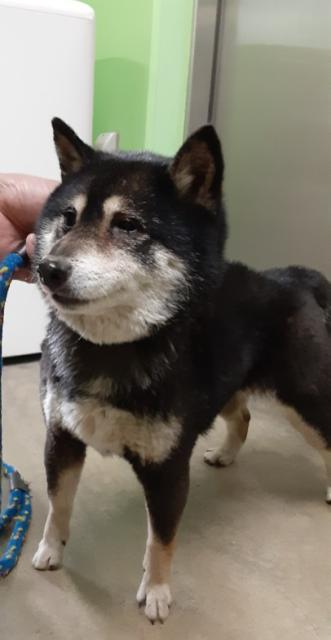 収容犬No.D2047の写真