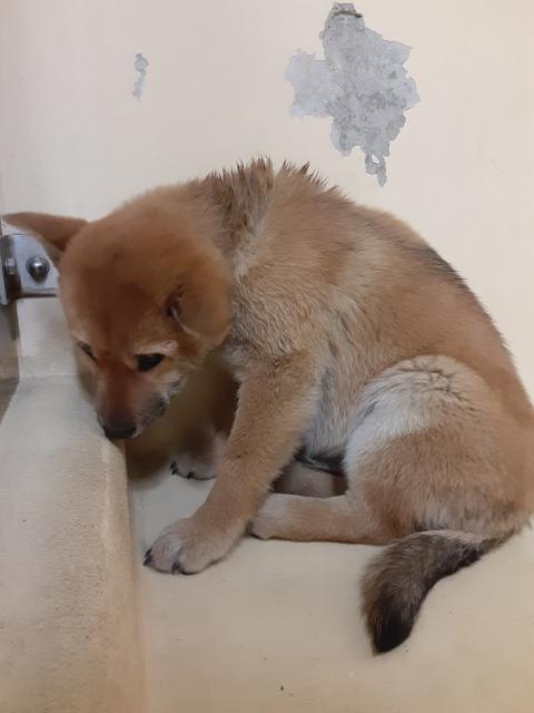 収容犬No.D1993の写真