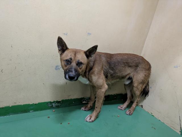 収容犬No.D1908の写真