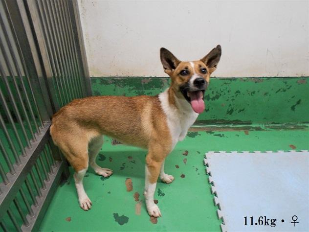 収容犬No.D1876の写真