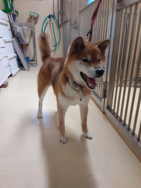 収容犬No.D1879の写真