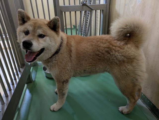 収容犬No.D1825の写真
