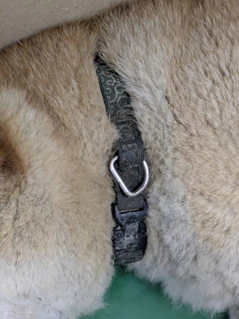 収容犬の写真2