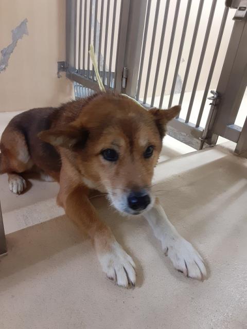 収容犬No.D1944の写真