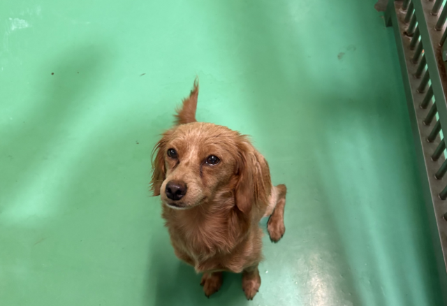 収容犬No.D1888の写真