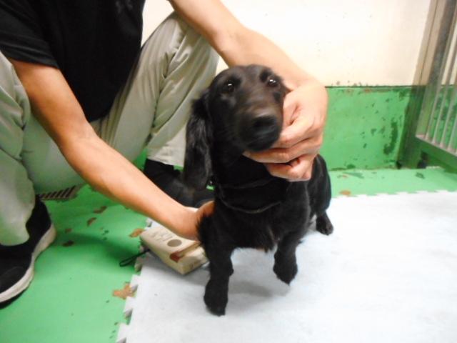 収容犬の写真1