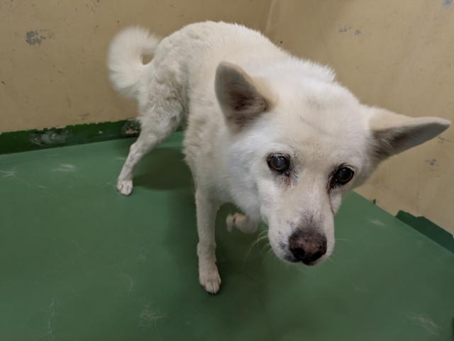 収容犬No.D1881の写真