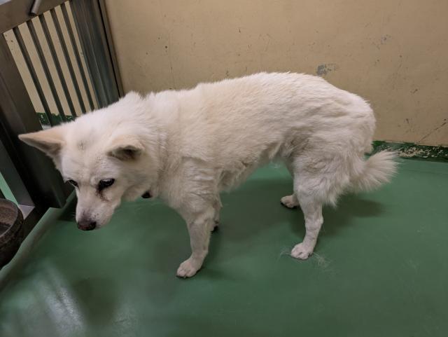 収容犬の写真2