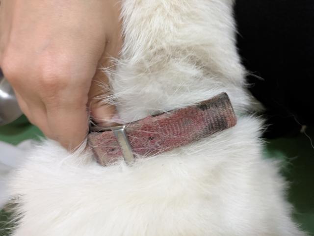 収容犬の写真3