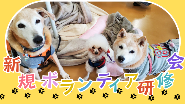 写真：新規ボランティア研修会