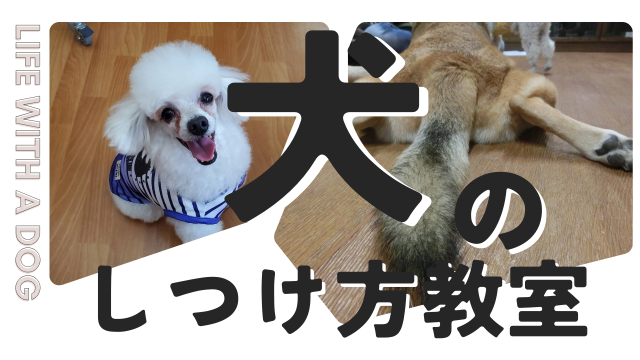 写真：犬のしつけ方教室 ＜一般コース＞        