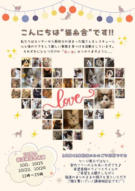 写真：猫糸舎譲渡相談会   