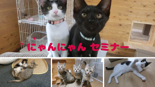 写真：にゃんにゃんセミナー～猫が幸せに暮らすために～       